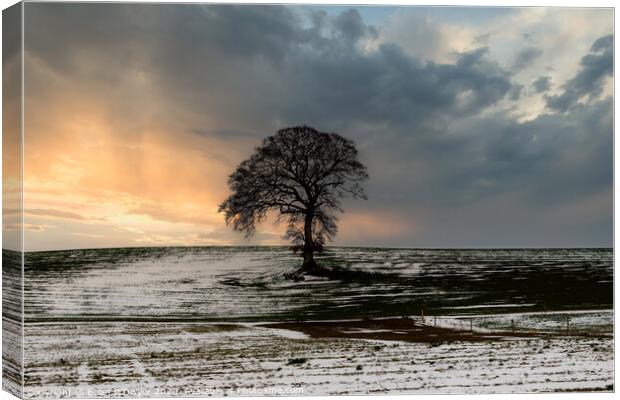 The Lone Tree Canvas Print by Brian O'Dwyer