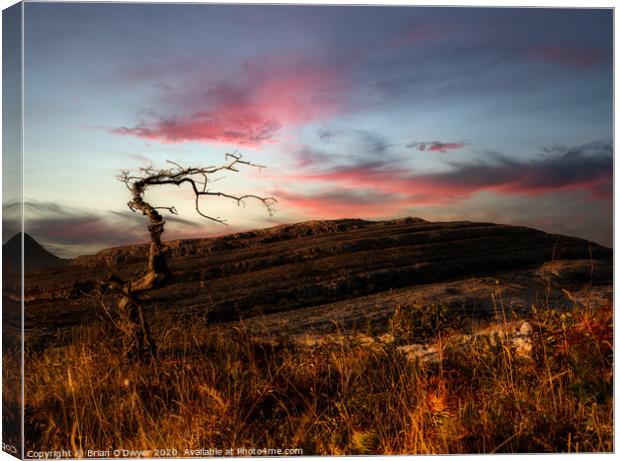Lone tree in the burren Canvas Print by Brian O'Dwyer