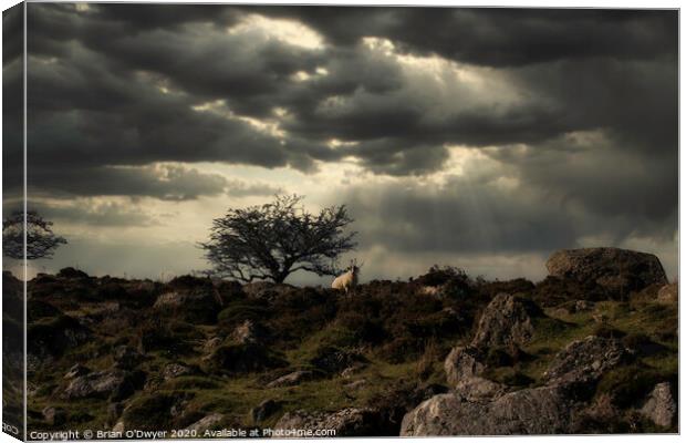 Lone tree and sheep Canvas Print by Brian O'Dwyer