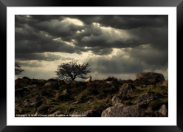 Lone tree and sheep Framed Mounted Print by Brian O'Dwyer