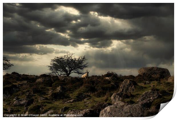Lone tree and sheep Print by Brian O'Dwyer