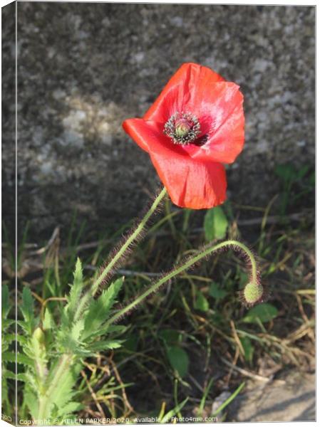 Red Poppy Symbol of Remembrance Canvas Print by HELEN PARKER