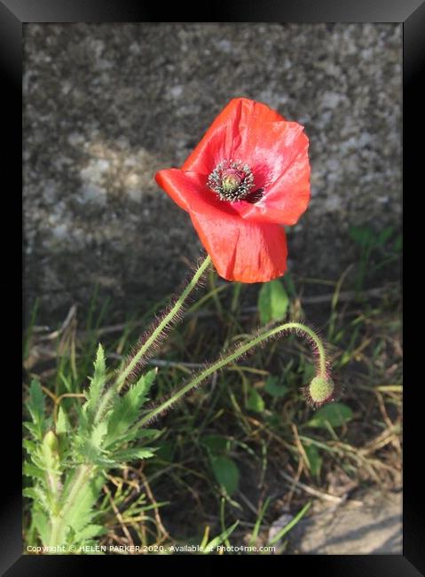 Red Poppy Symbol of Remembrance Framed Print by HELEN PARKER