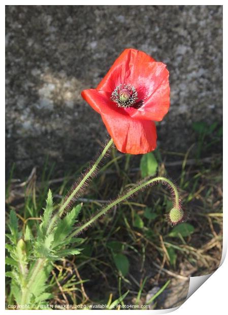 Red Poppy Symbol of Remembrance Print by HELEN PARKER