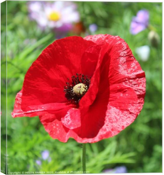 Remembrance Red Poppy Canvas Print by HELEN PARKER