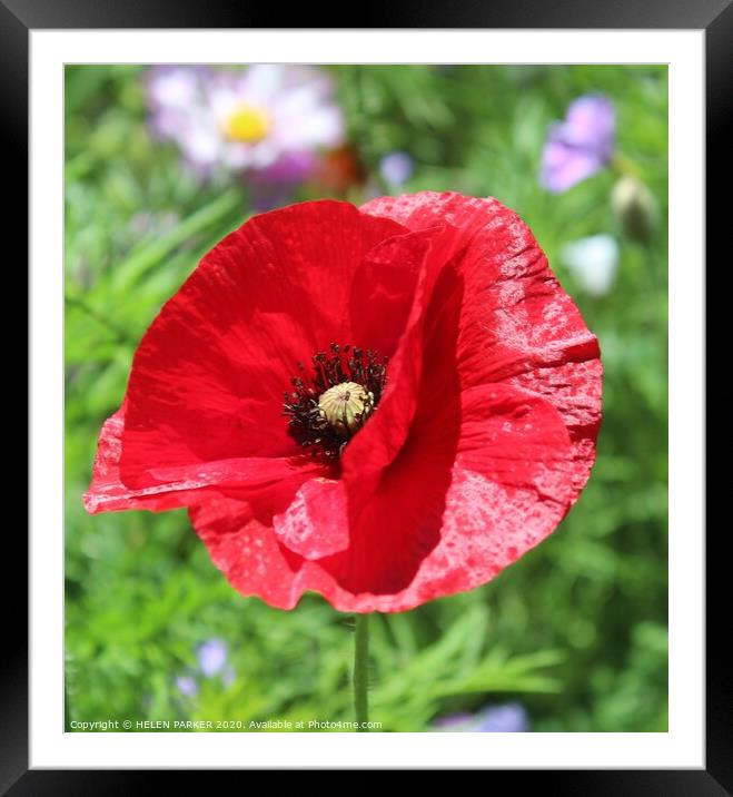 Remembrance Red Poppy Framed Mounted Print by HELEN PARKER