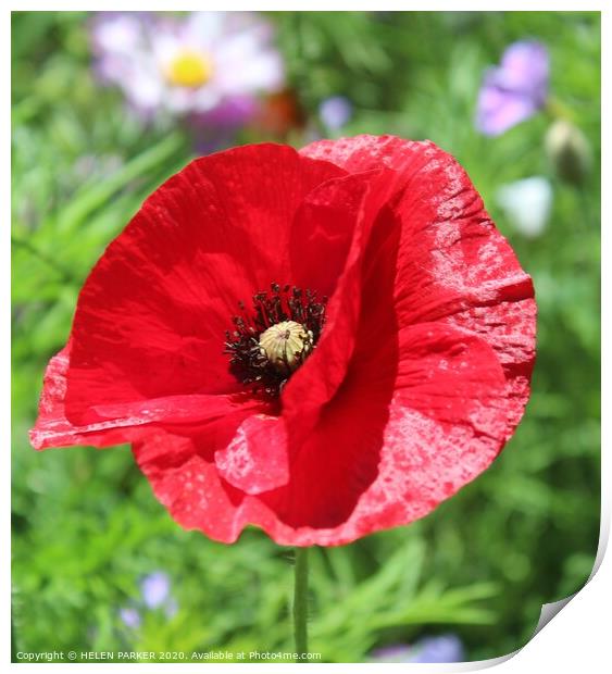 Remembrance Red Poppy Print by HELEN PARKER