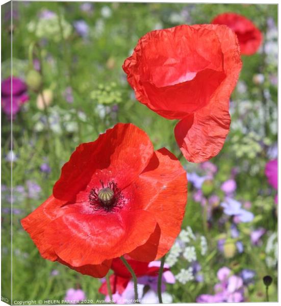  Red poppies the Flowers of Remembrance Canvas Print by HELEN PARKER