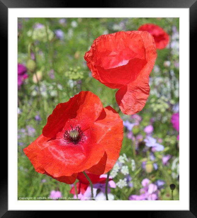  Red poppies the Flowers of Remembrance Framed Mounted Print by HELEN PARKER