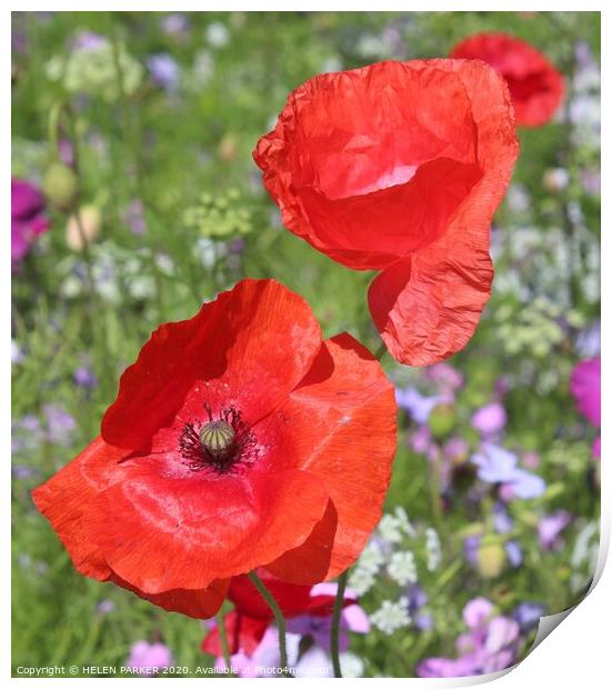  Red poppies the Flowers of Remembrance Print by HELEN PARKER