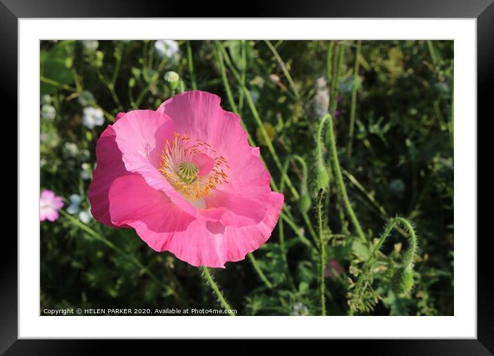 Pink Poppy Framed Mounted Print by HELEN PARKER
