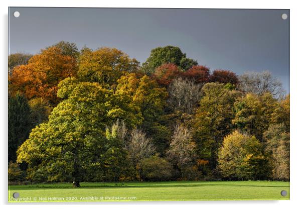 Autumn Colours Acrylic by Neil Holman