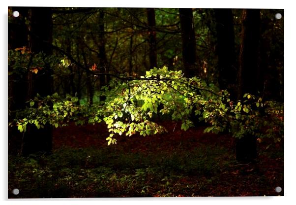 Sunlit Beech leaves Acrylic by Simon Johnson