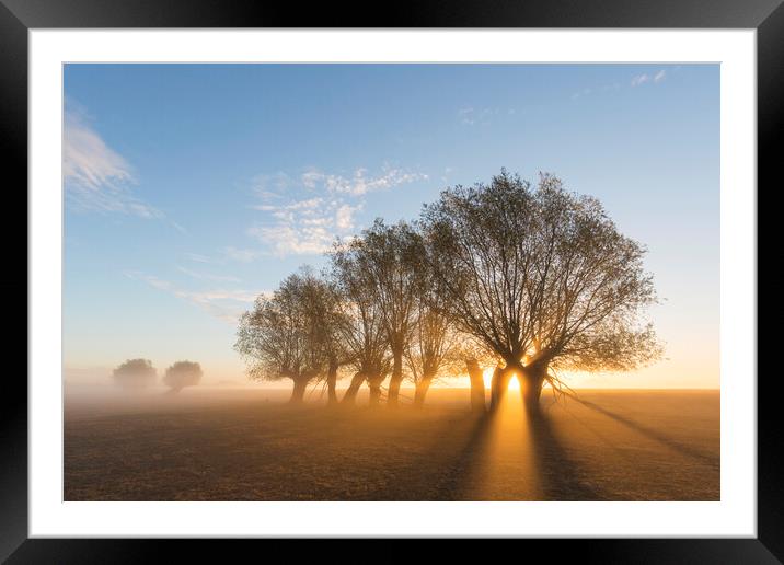White Willows at Sunrise Framed Mounted Print by Arterra 