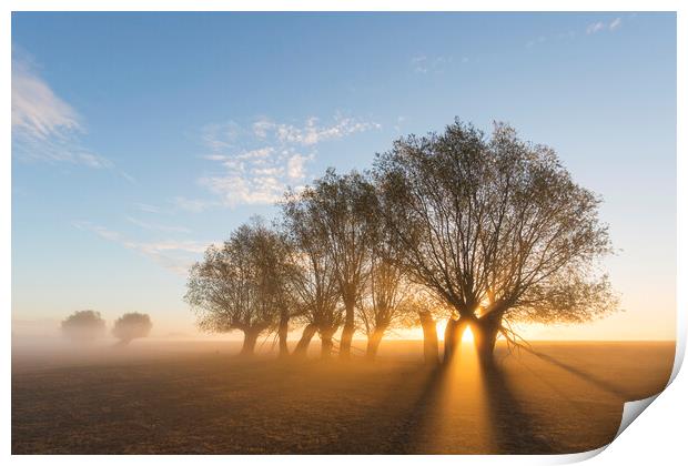 White Willows at Sunrise Print by Arterra 
