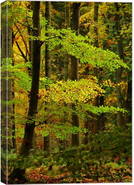 Yellow and green Canvas Print by Simon Johnson