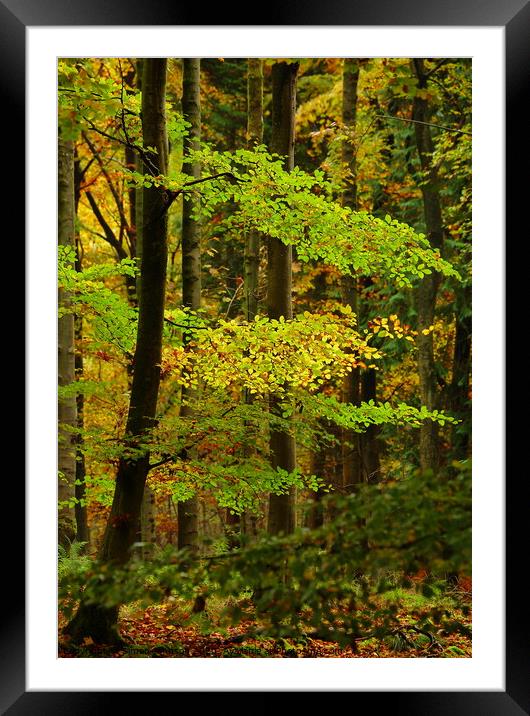 Yellow and green Framed Mounted Print by Simon Johnson