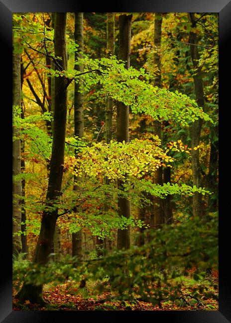 Yellow and green Framed Print by Simon Johnson