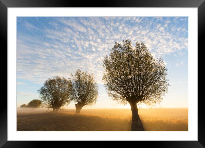 Field with Willow Trees at Sunrise Framed Mounted Print by Arterra 