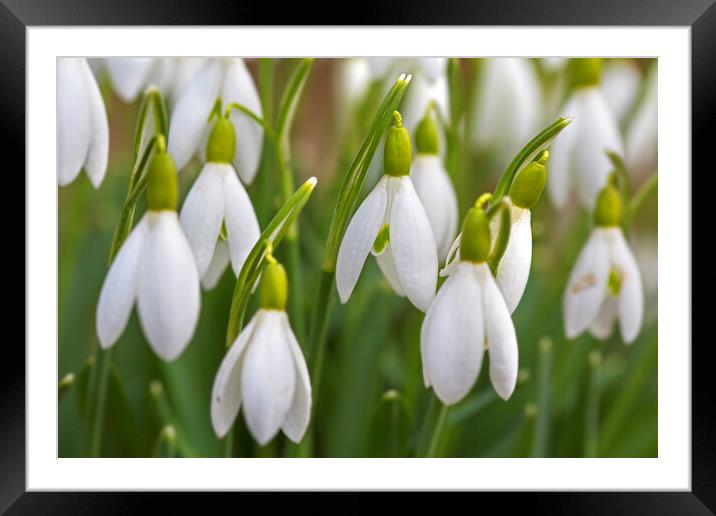 Snowdrops in Spring Framed Mounted Print by Arterra 