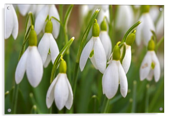 Snowdrops in Spring Acrylic by Arterra 