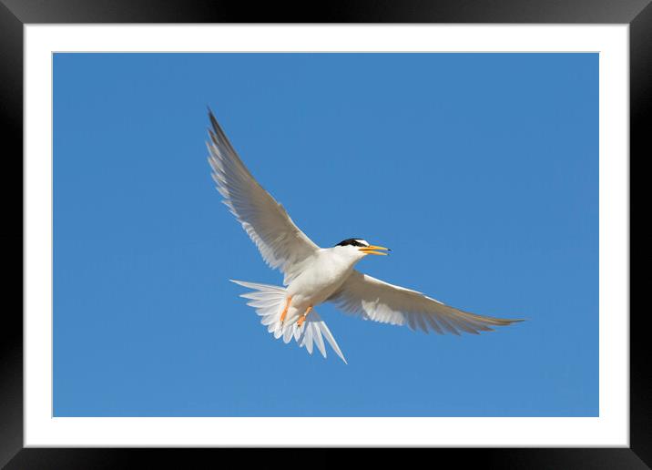 Little Tern Framed Mounted Print by Arterra 