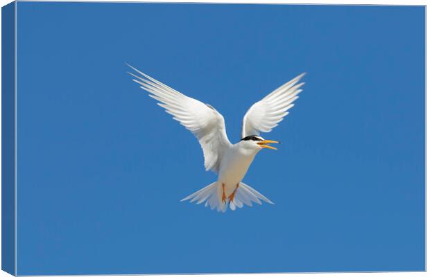 Little Tern Calling in Flight Canvas Print by Arterra 