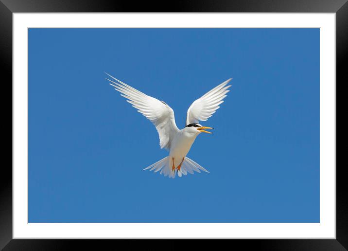 Little Tern Calling in Flight Framed Mounted Print by Arterra 
