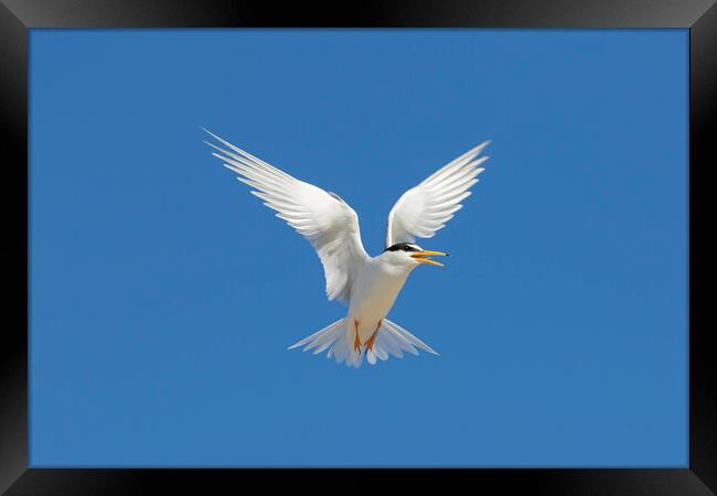 Little Tern Calling in Flight Framed Print by Arterra 