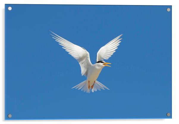 Little Tern Calling in Flight Acrylic by Arterra 