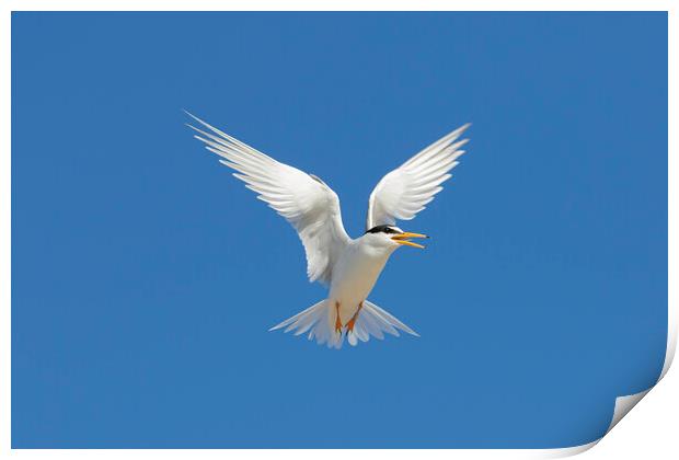 Little Tern Calling in Flight Print by Arterra 