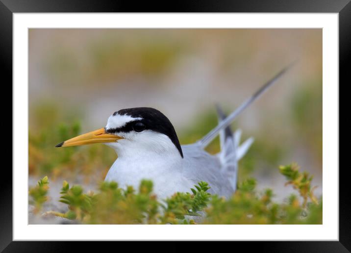 Breeding Little Tern Framed Mounted Print by Arterra 
