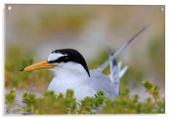 Breeding Little Tern Acrylic by Arterra 