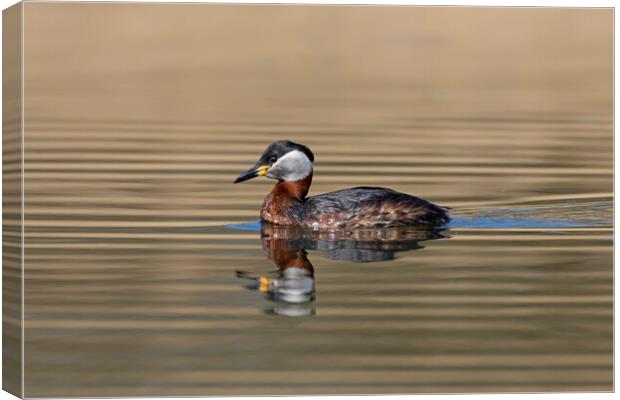 Red-Necked Grebe Canvas Print by Arterra 
