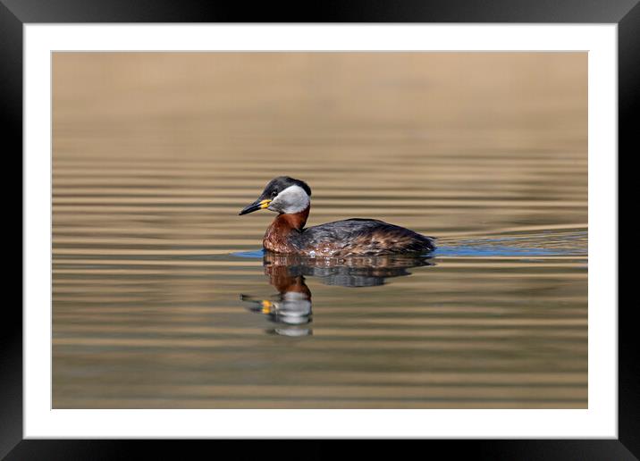 Red-Necked Grebe Framed Mounted Print by Arterra 