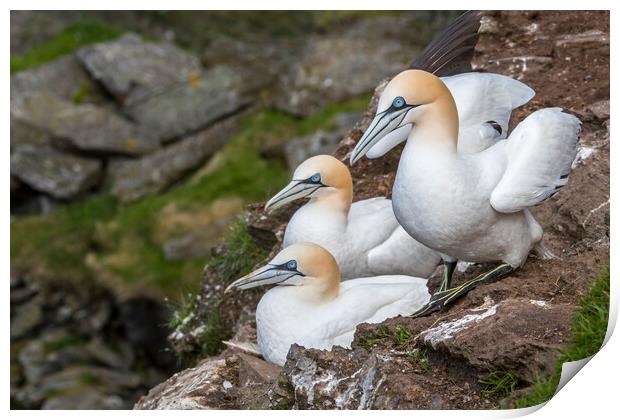 Northern Gannets in Scotland Print by Arterra 