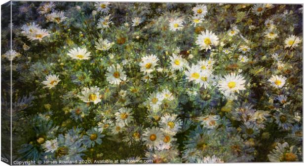 Dreaming Daisies Canvas Print by James Rowland