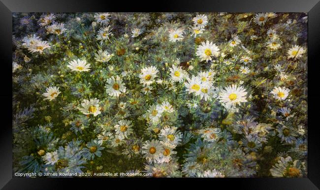 Dreaming Daisies Framed Print by James Rowland