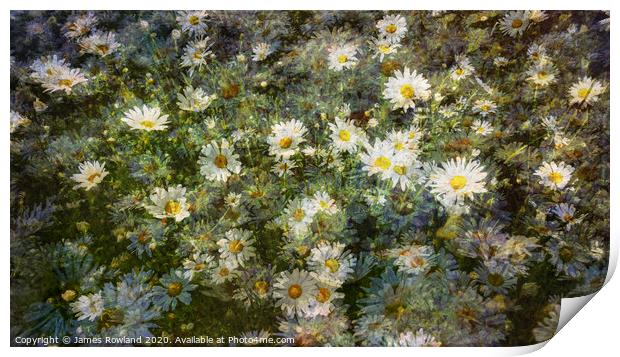 Dreaming Daisies Print by James Rowland