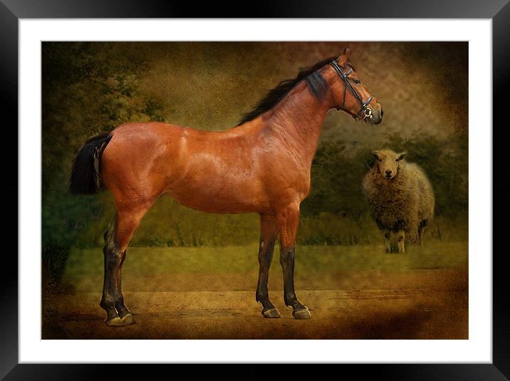 The Race Horse Framed Mounted Print by Irene Burdell