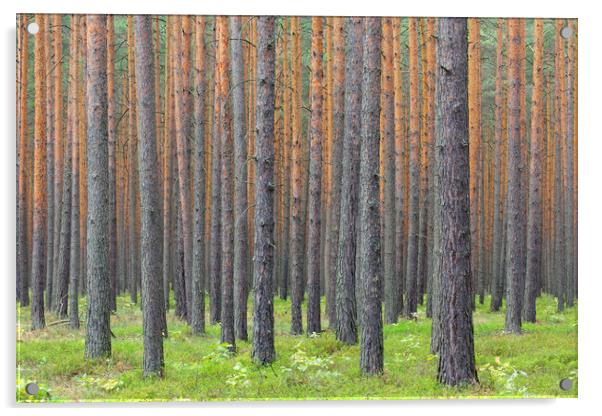 Scots Pine Trees in Forest Acrylic by Arterra 
