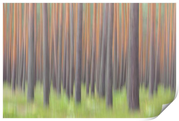 Tree Trunks in Forest Print by Arterra 