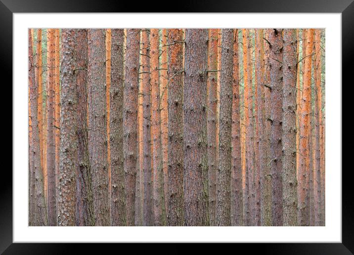 Pine Tree Trunks Framed Mounted Print by Arterra 
