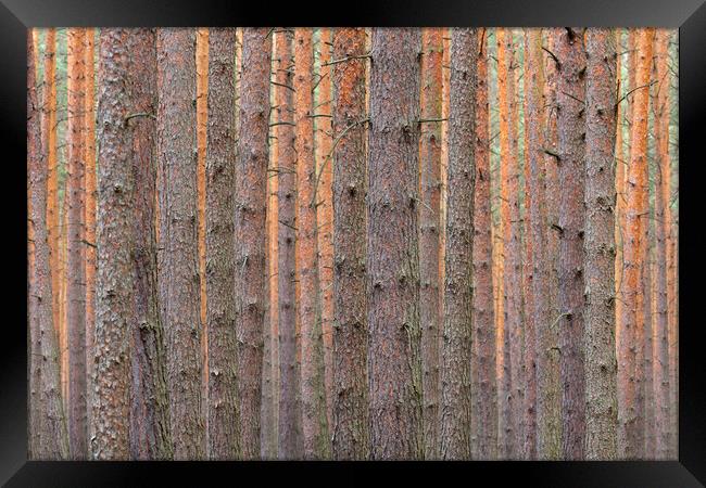 Pine Tree Trunks Framed Print by Arterra 