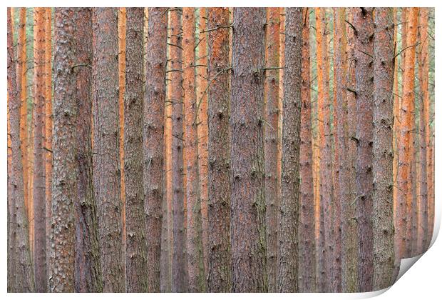 Pine Tree Trunks Print by Arterra 