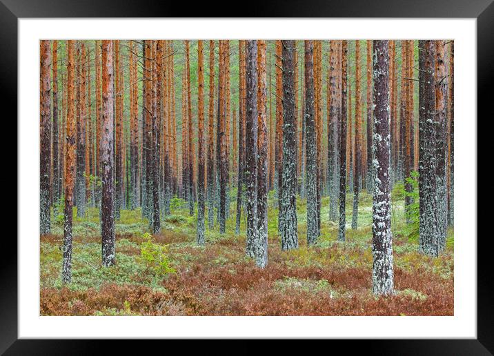 Taiga in Sweden Framed Mounted Print by Arterra 