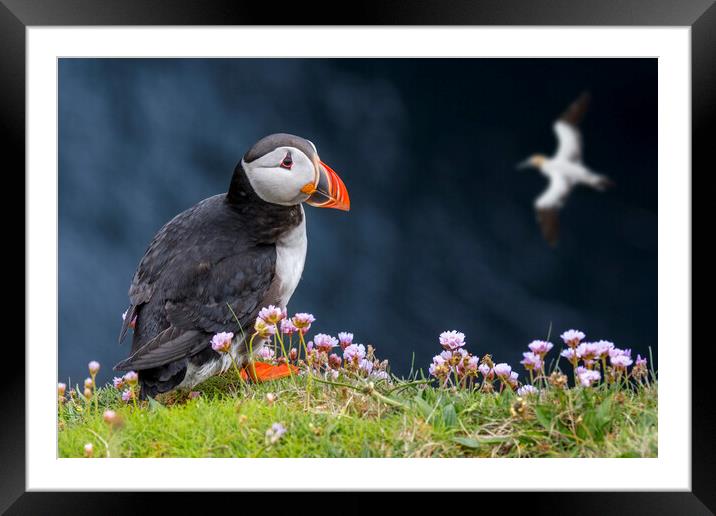 Puffin and Soaring Gannet in Scotland Framed Mounted Print by Arterra 