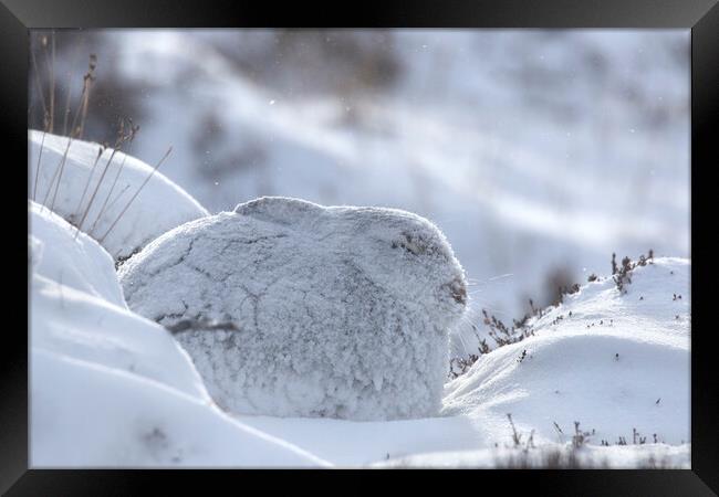 Mountain Hare during Snowstorm Framed Print by Arterra 