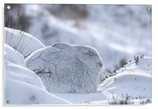 Mountain Hare during Snowstorm Acrylic by Arterra 