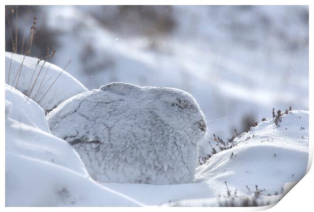Mountain Hare during Snowstorm Print by Arterra 